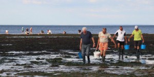 Calvados : les connaisseurs profitent des grandes marées pour la pêche à pied
