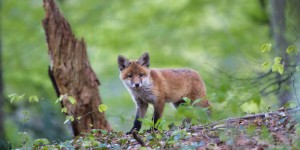 Elimination de renards en Seine-Maritime : une nouvelle audience en septembre