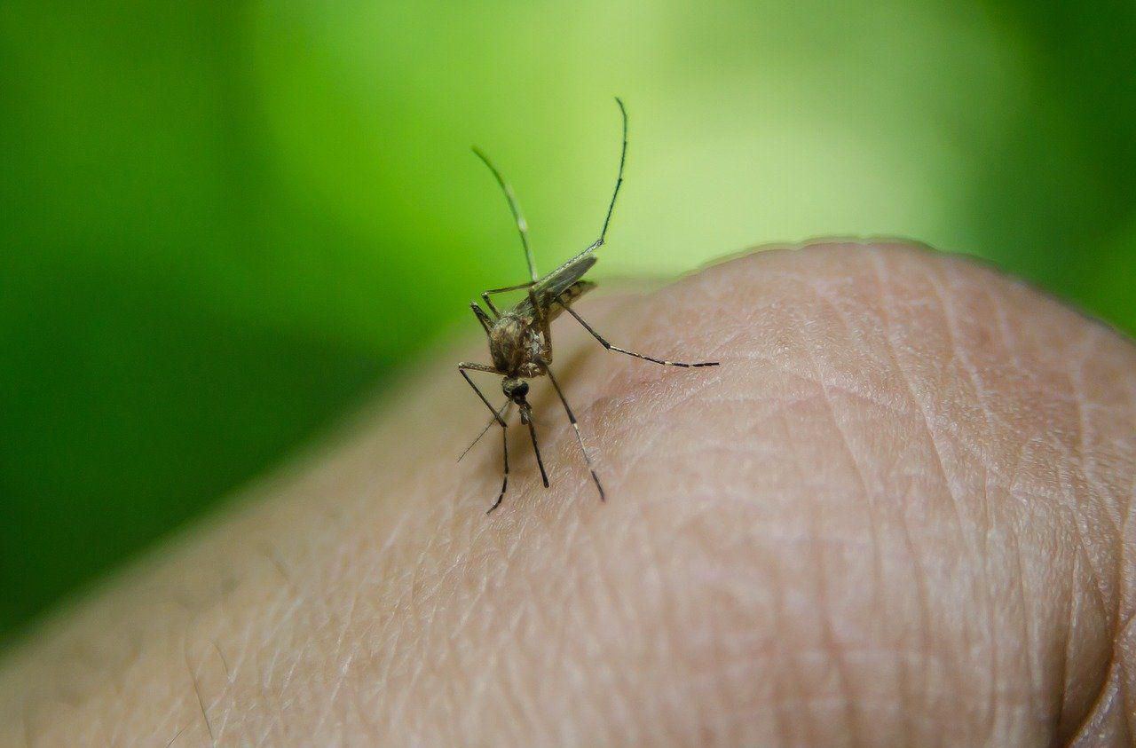 Etats-Unis : 750 millions de moustiques OGM lâchés en Floride
