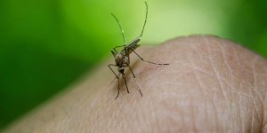 Etats-Unis : 750 millions de moustiques OGM lâchés en Floride