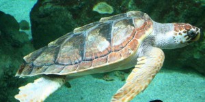 Fréjus : plusieurs dizaines de bébés tortues ont éclos sur la plage