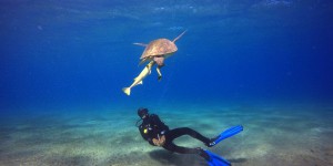 Trente nouvelles espèces marines découvertes aux Galapagos