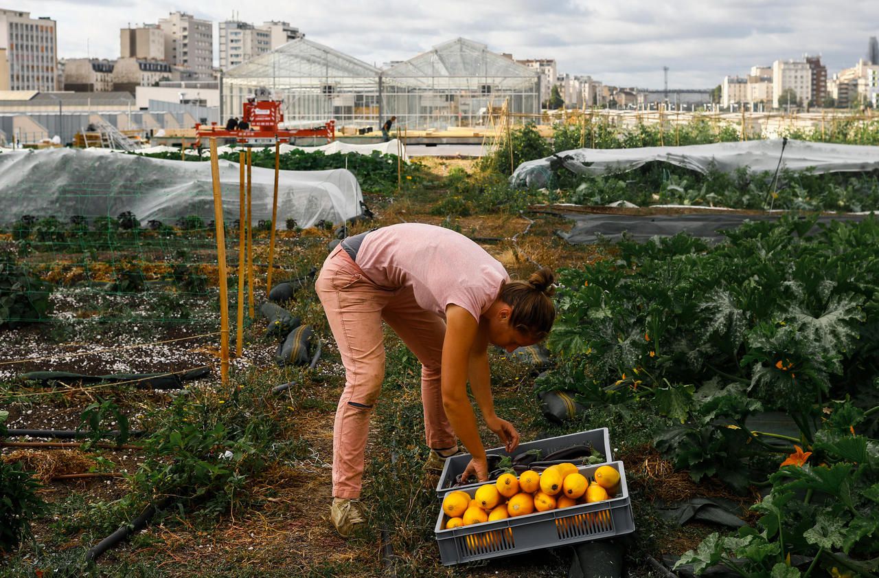 Paris : les premières récoltes de la ferme urbaine des toits de la Chapelle en 14 photos