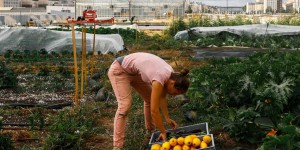 Paris : les premières récoltes de la ferme urbaine des toits de la Chapelle en 14 photos
