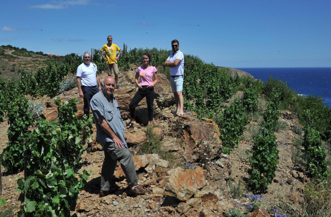 Ils partent à la reconquête des vignes en terrasses dans les hauts de Collioure