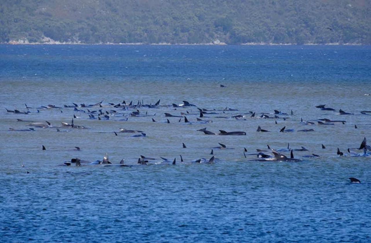Australie : course contre la montre pour libérer 200 cétacés échoués dans une baie