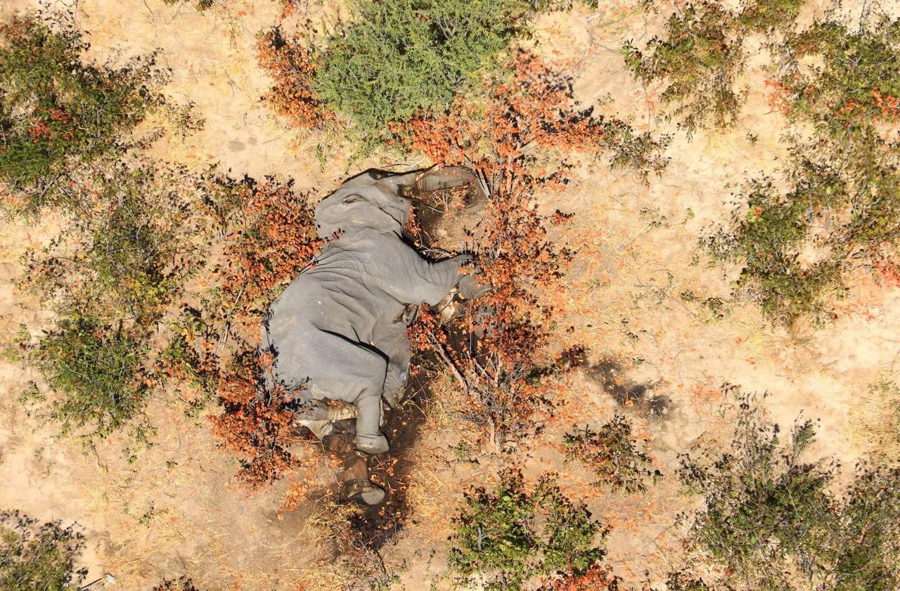 Éléphants morts par centaines au Botswana : une bactérie en cause