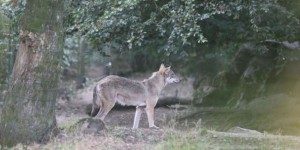 Un loup qui s’en prenait aux vaches a été abattu dans les Vosges