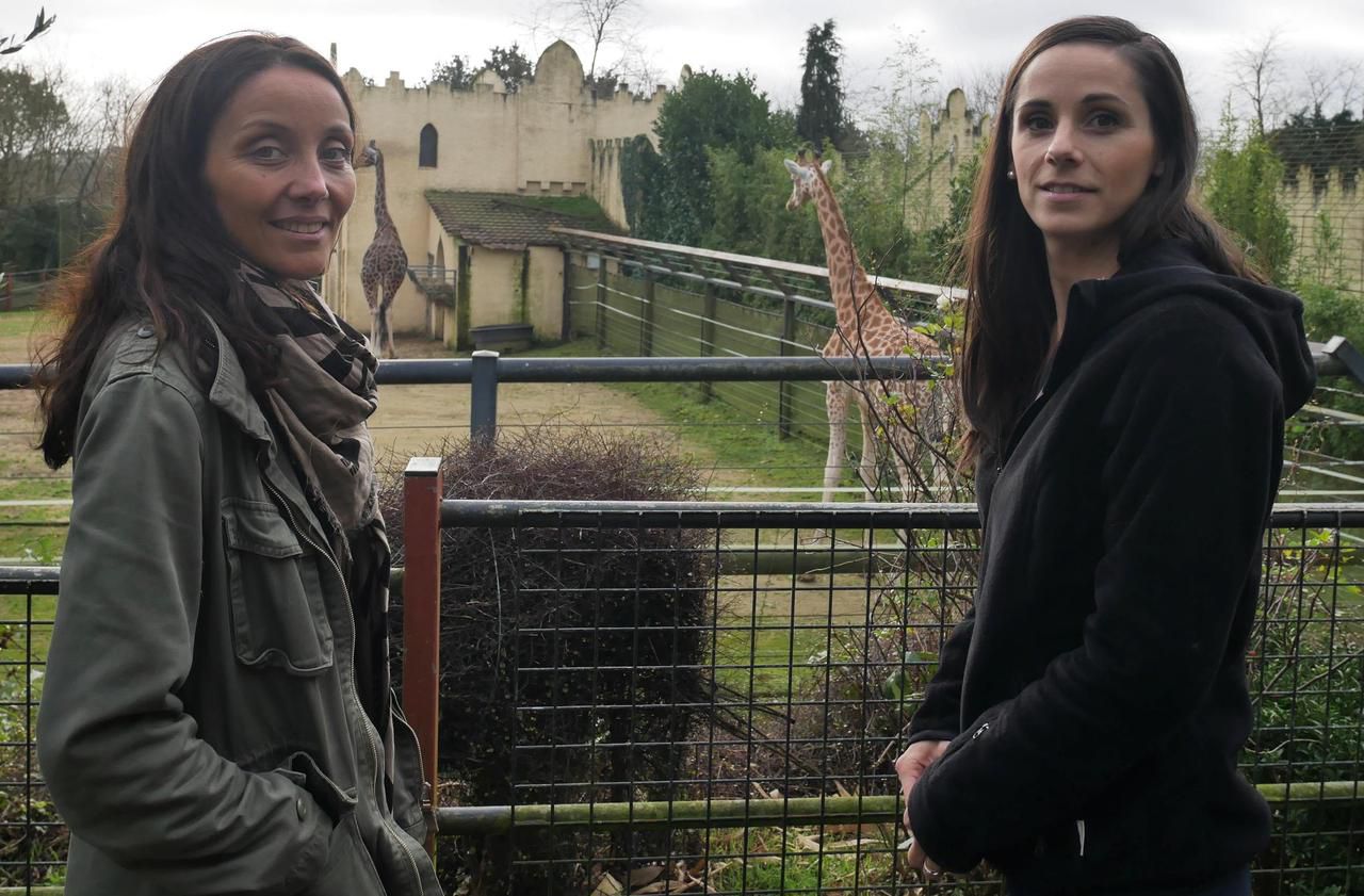 Dans le Morbihan, au zoo de Pont-Scorff, la coalition Rewild montre les crocs