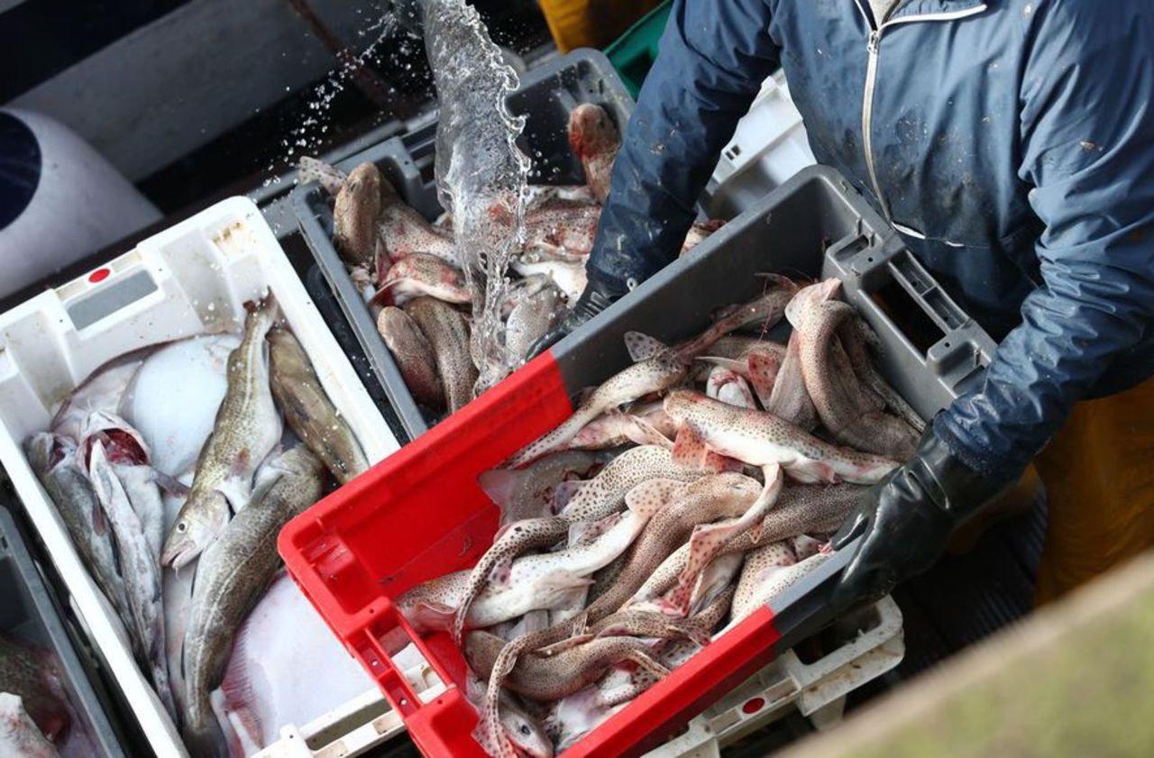 Huit poissons sur dix ne sont pas issus de la pêche durable