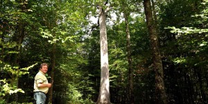 Sécheresse : dans la forêt de Colbert, «un crève-cœur de couper des chênes de cette valeur»