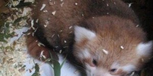 En Seine-Maritime, le bébé panda roux s’appellera-t-il Chantal  ?