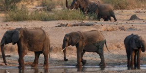 Zimbabwe : une bactérie en cause dans la mort de douze éléphants