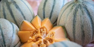 Agriculture : un virus s’attaque aux melons, concombres et courgettes, sans danger pour l’homme
