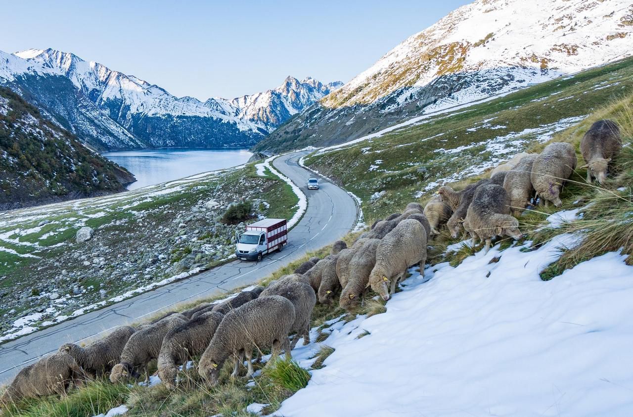 Dans les Alpes, des milliers de bêtes piégées par la neige