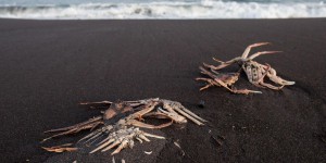Animaux marins morts au Kamtchatka : l’hypothèse des micro-algues tueuses