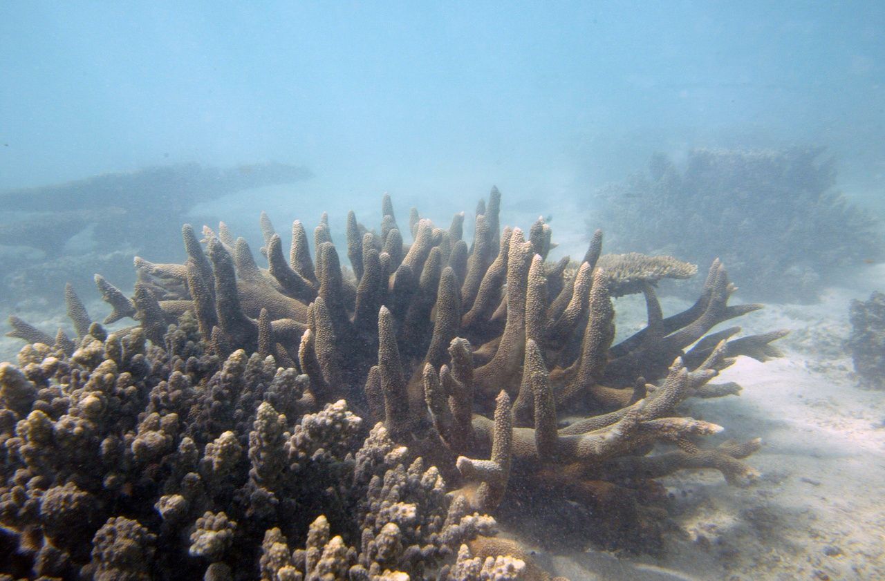 Australie : en 25 ans, la Grande Barrière a perdu la moitié de ses coraux
