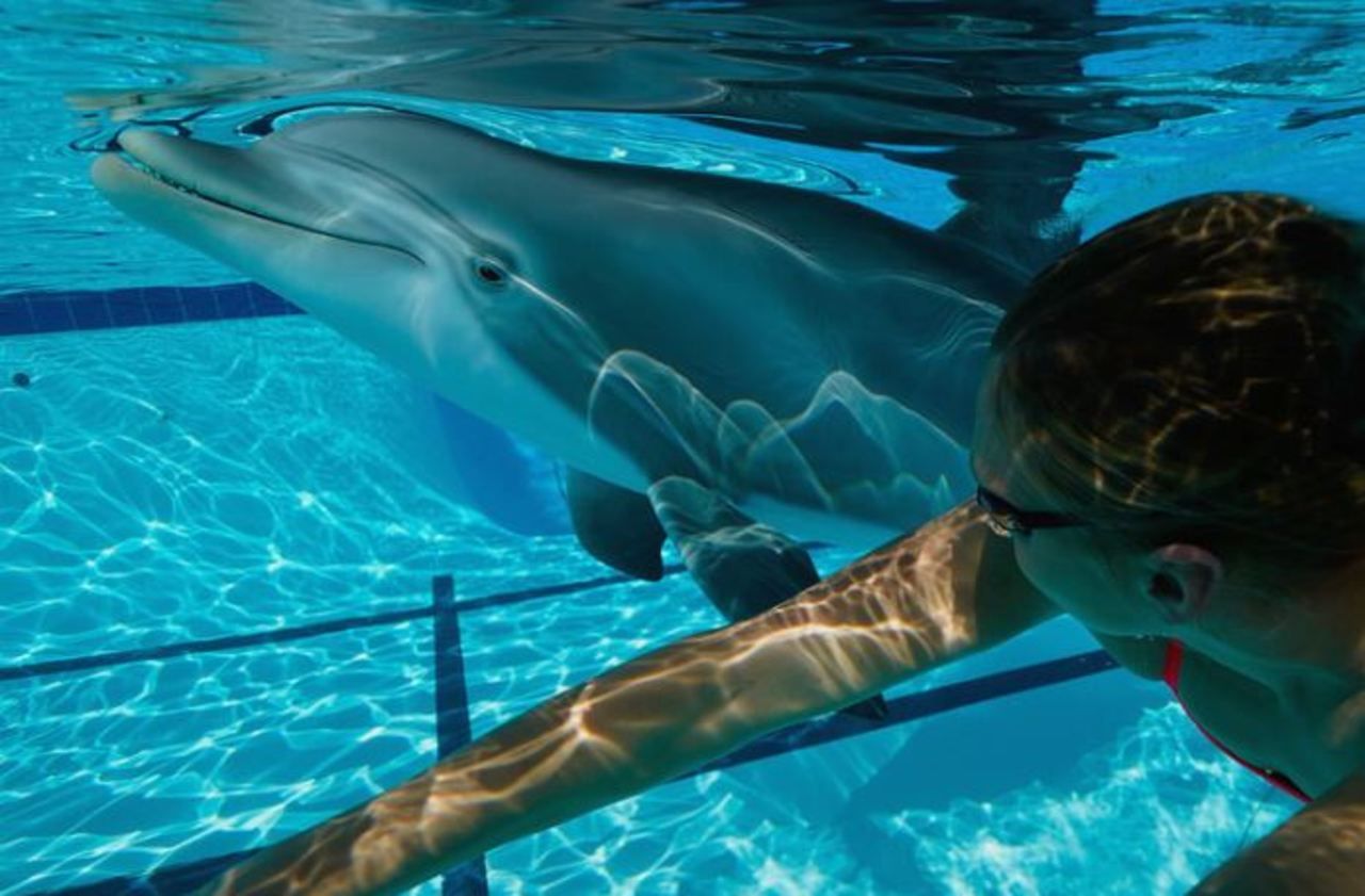 Delphinariums : une société crée des dauphins robots plus vrais que nature
