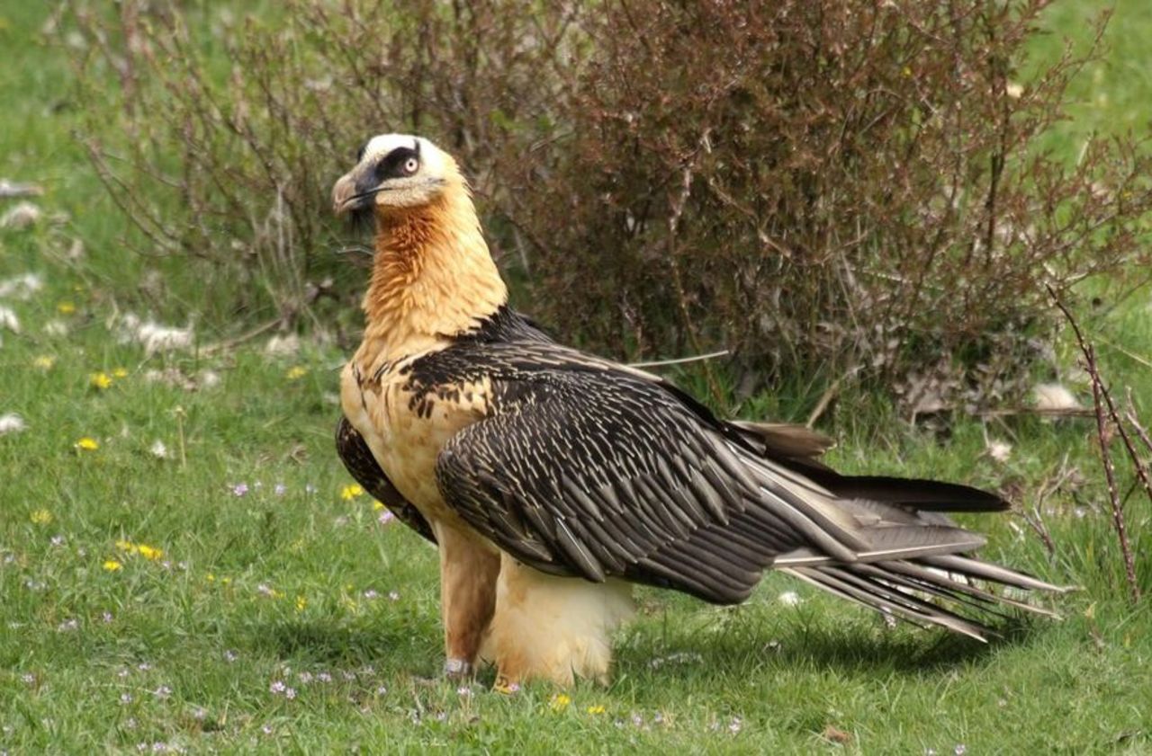 Un gypaète barbu, vautour protégé, criblé de plombs dans les Cévennes