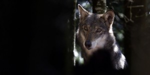 Intempéries : un des loups du parc Alpha capturé après 10 jours d’errance