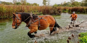 Dans l’Eure, un cheval «canarde» les rivières pour sauvegarder les truites