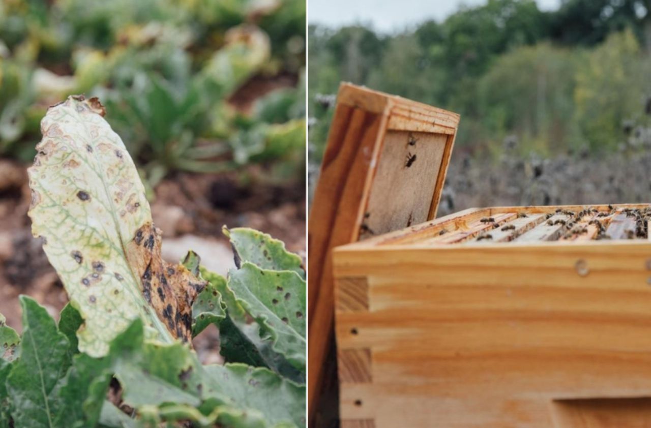 Retour des néonicotinoïdes : la betterave ou l’abeille, qui sauver ?