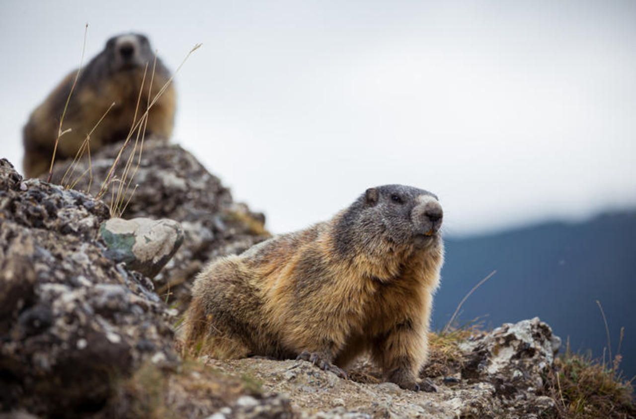 Savoie : une association craint que des marmottes soient enterrées vivantes