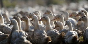 Grippe aviaire : 45 départements placés en risque «élevé»