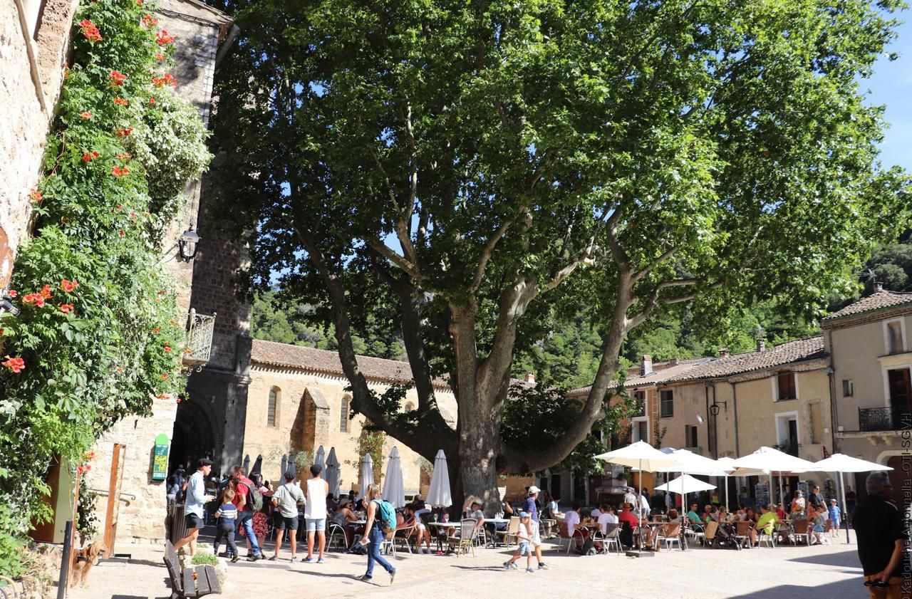 Dans l’Hérault, le platane de Saint-Guilhem-le-Désert est entré dans l’histoire