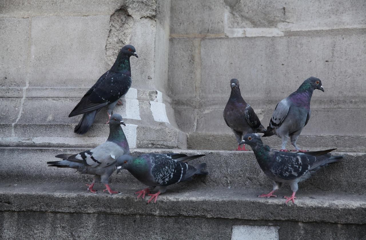Avec l’invasion de pigeons, Beaumont en plein remake des «Oiseaux»
