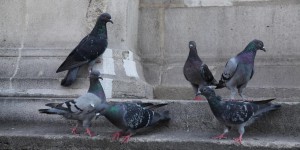 Avec l’invasion de pigeons, Beaumont en plein remake des «Oiseaux»