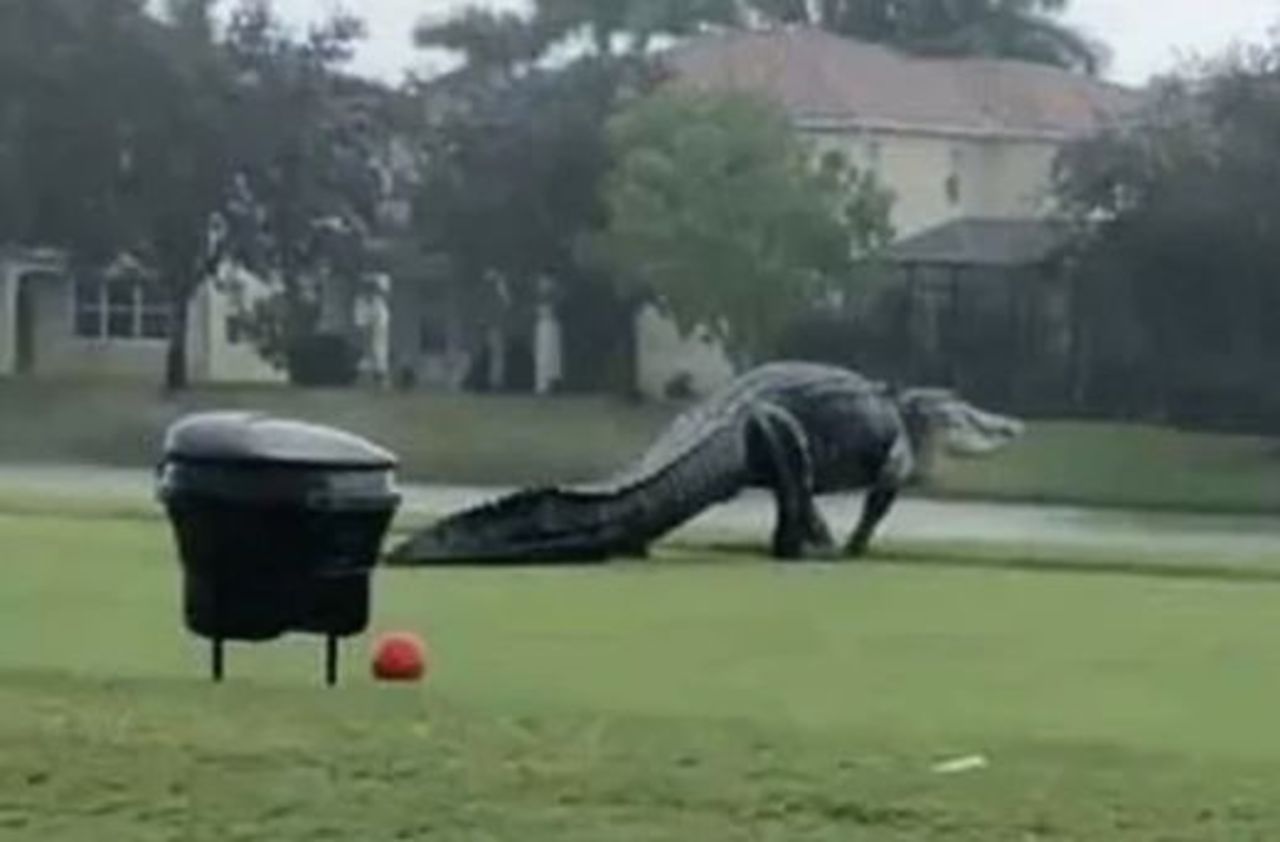 Ouragan Eta : un énorme alligator se baladant sur un terrain de golf fascine les réseaux