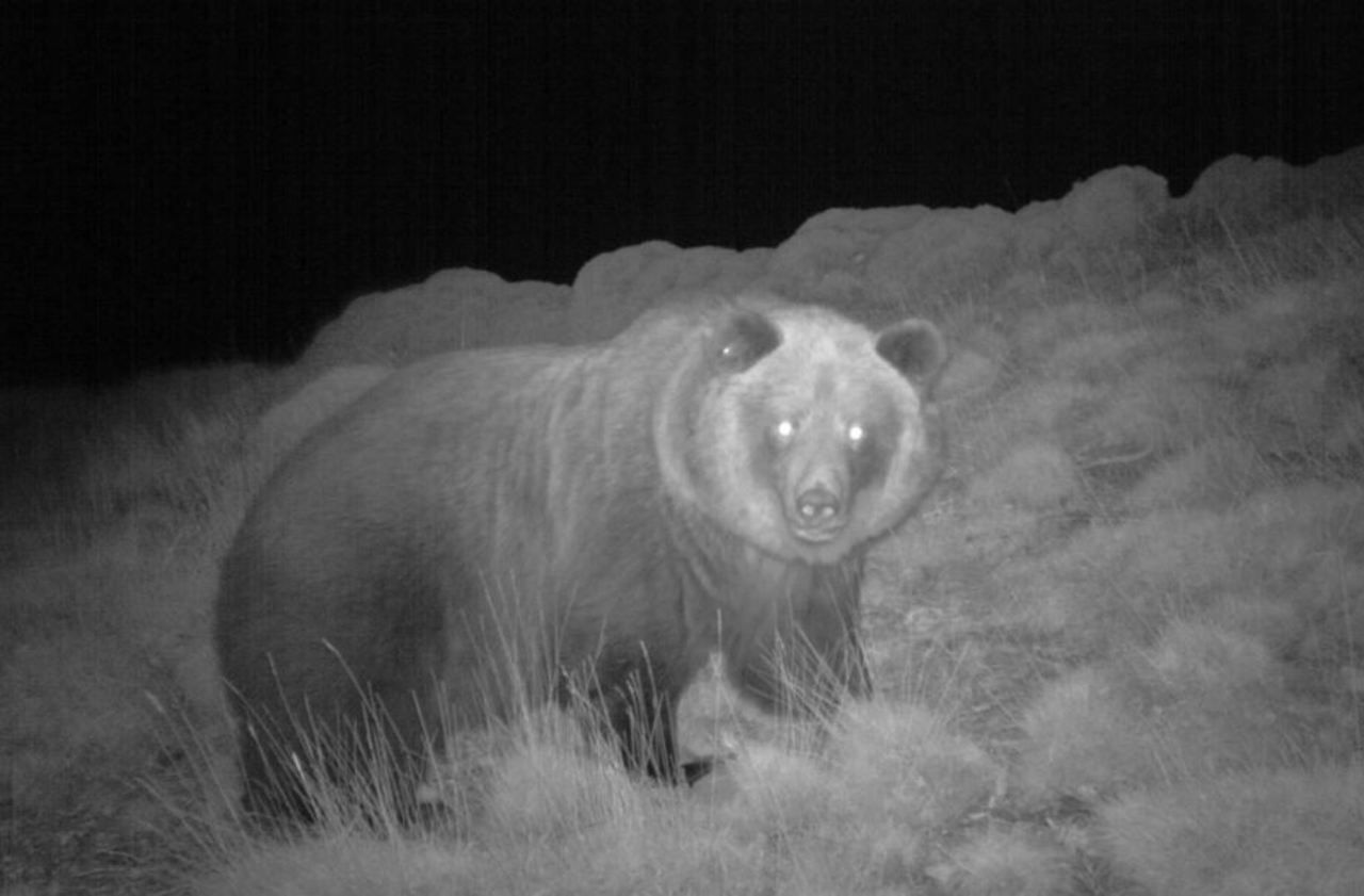Pyrénées : l’ourse Sarousse introduite côté français abattue par un chasseur en Espagne