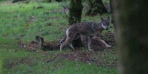 Saône-et-Loire : un loup abattu lors d’une opération de tir de défense