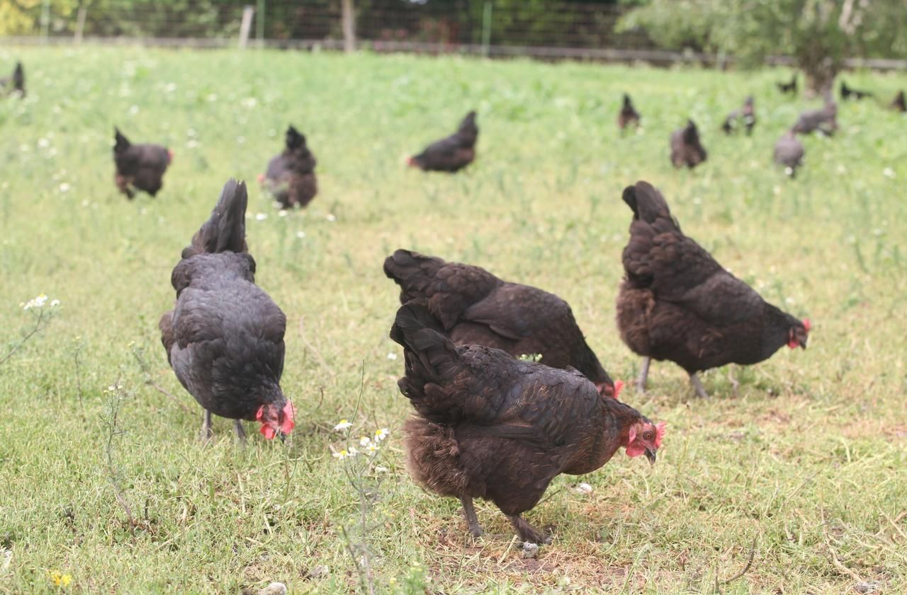 Bien-être animal : de moins en moins de poules élevées en cage