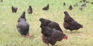 Bien-être animal : de moins en moins de poules élevées en cage
