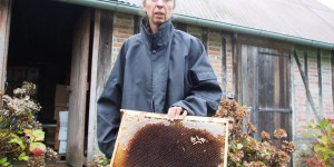 Dans l’Eure, un rucher décimé par une attaque de frelons asiatiques en novembre !