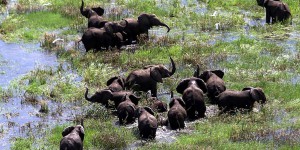 La Namibie, frappée par la sécheresse, vend 170 éléphants «qui ont menacé des humains»