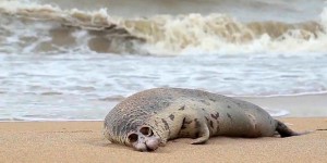 Russie : près de 300 phoques retrouvés morts au bord de la mer Caspienne