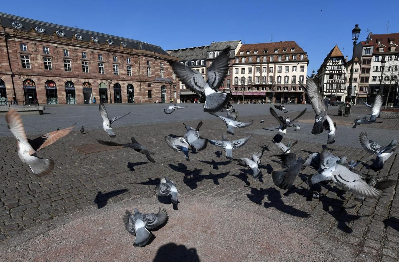 Strasbourg envahie par les pigeons