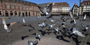 Strasbourg envahie par les pigeons