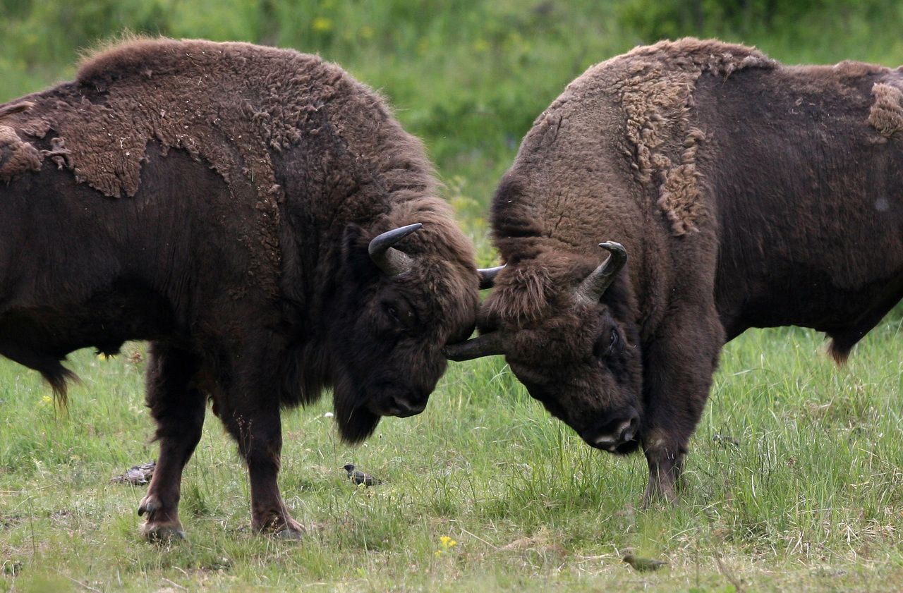 Biodiversité : comment le bison d’Europe a été sauvé de l’extinction