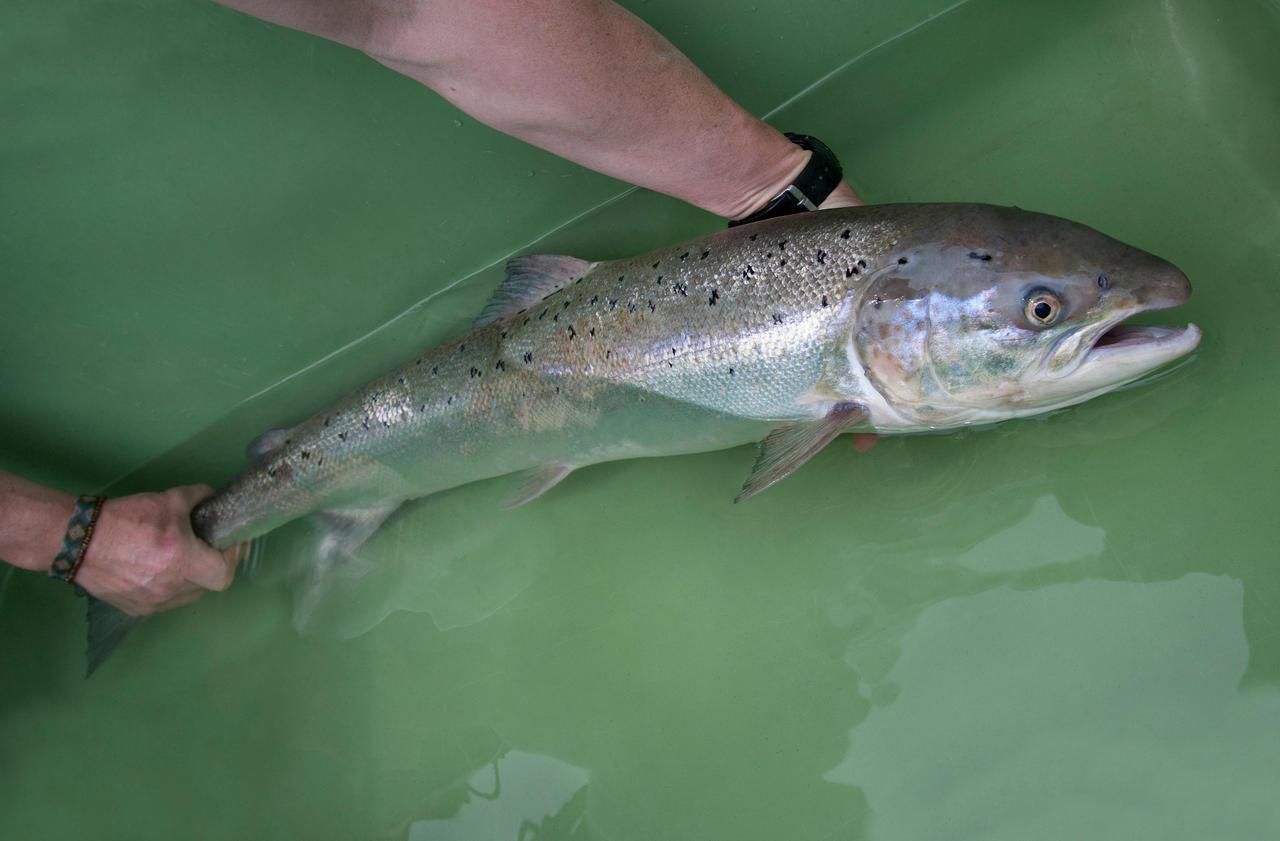 Biodiversité : le saumon de retour dans le Rhin