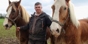 Brest embauche des chevaux pour désherber