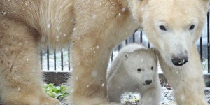 Carnet rose : un petit ourson polaire est né au zoo de Mulhouse
