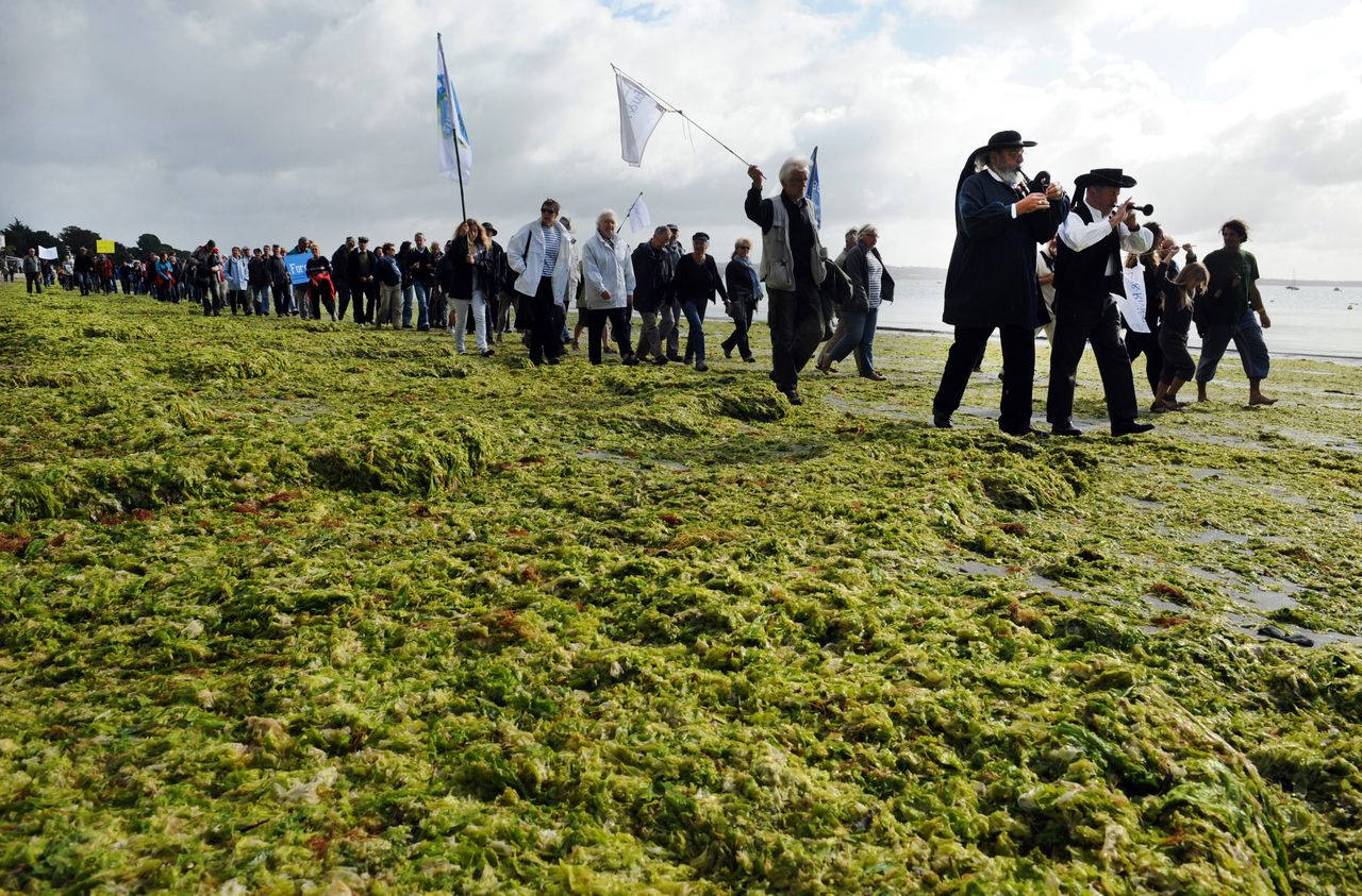 Cheval mort dans les algues vertes : la justice prononce un non-lieu