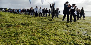 Cheval mort dans les algues vertes : la justice prononce un non-lieu