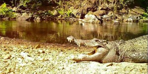 En danger d’extinction, un crocodile du Siam aperçu dans un parc de Thaïlande