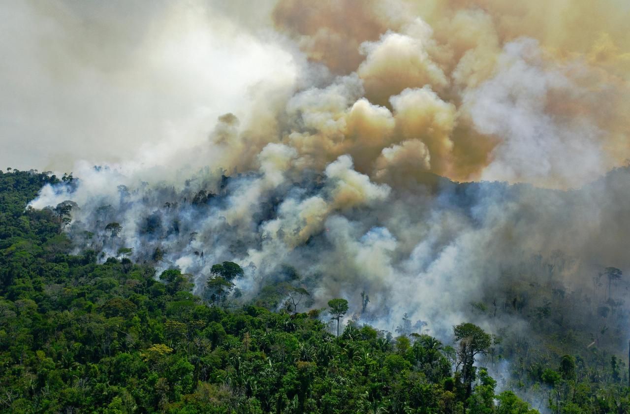 Déforestation : d’après un rapport du WWF, le massacre continue