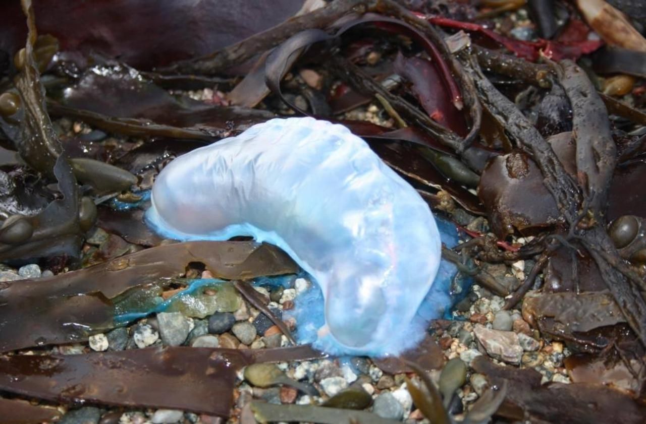 A la Hague, de dangereuses «méduses» se sont échouées sur la plage